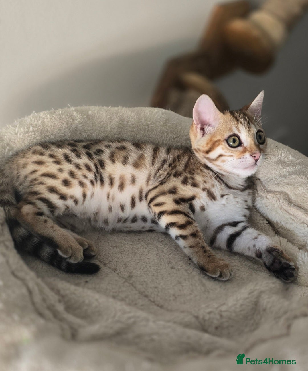 Bengal cats Tica registered brown bengal girl  - Advert 1