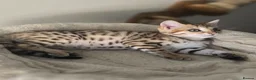 Bengal cats for sale: Tica registered brown bengal girl  - Advert 1