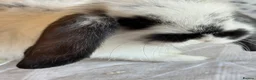 French Lop rabbits for sale: French lop babies  - Advert 19