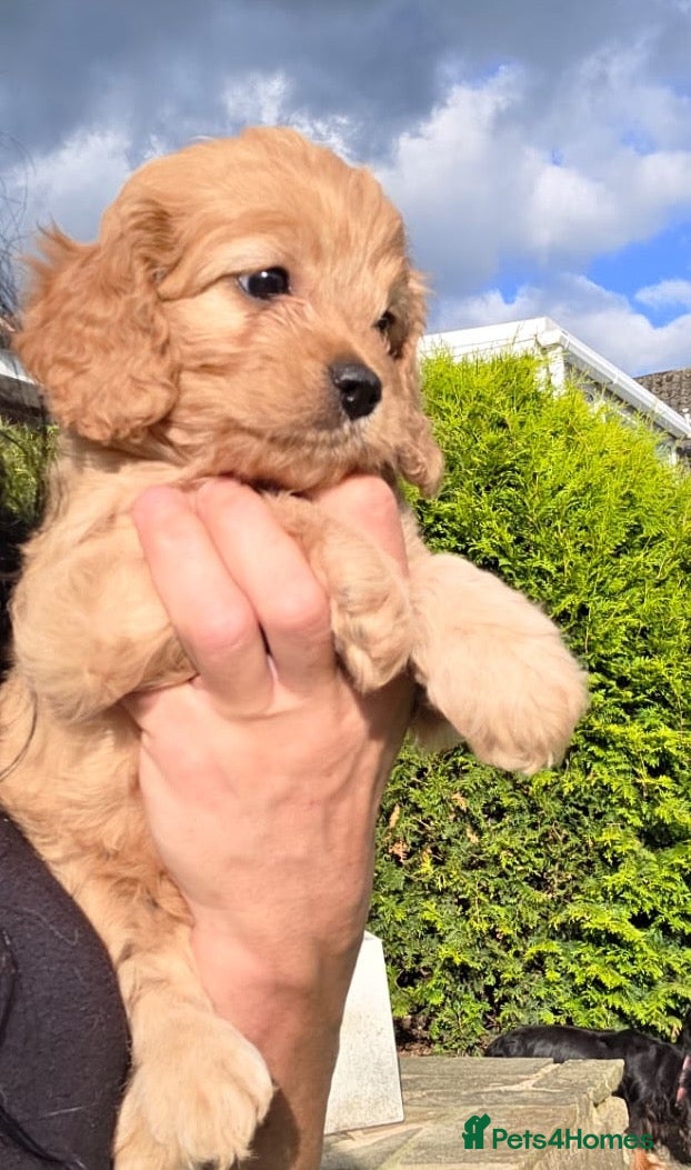 Cavapoo dogs Cavapoo pups - Advert 16
