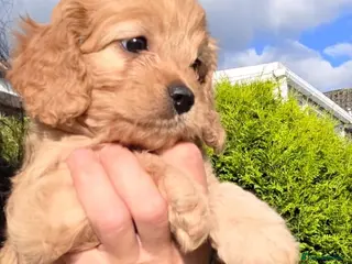 Cavapoo dogs Perfect Cavapoo pups - Advert 12