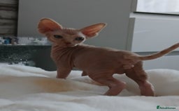 Sphynx cats for sale: Beautiful blue-eyed Sphynx kitten for sale  - Image 9