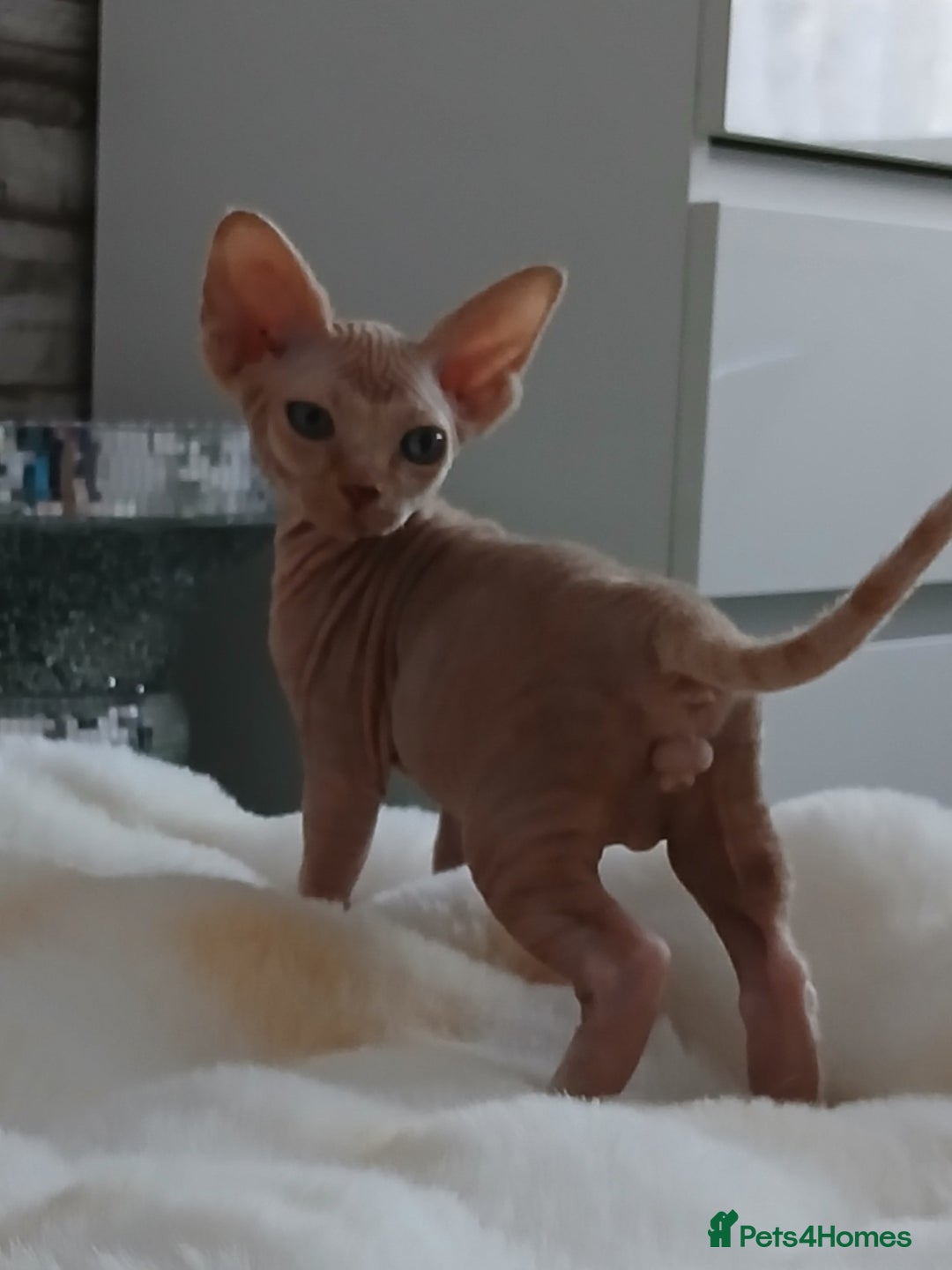 Sphynx cats for sale: Beautiful blue-eyed Sphynx kitten for sale  - Image 9