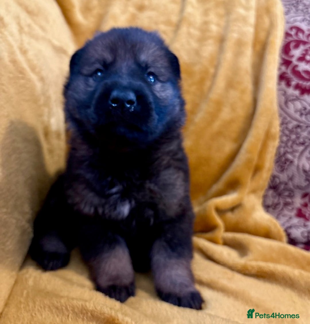 German Shepherd dogs for sale: 4* Licensed. KC Registered. Health Tested Parents - Image 7