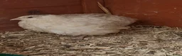 Quail poultry for sale: 5 girls male Japanese Dark Coturnix Quail  - Advert 5