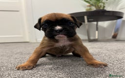 Boxer dogs for sale: KC Registered Boxer Puppies - Image 19