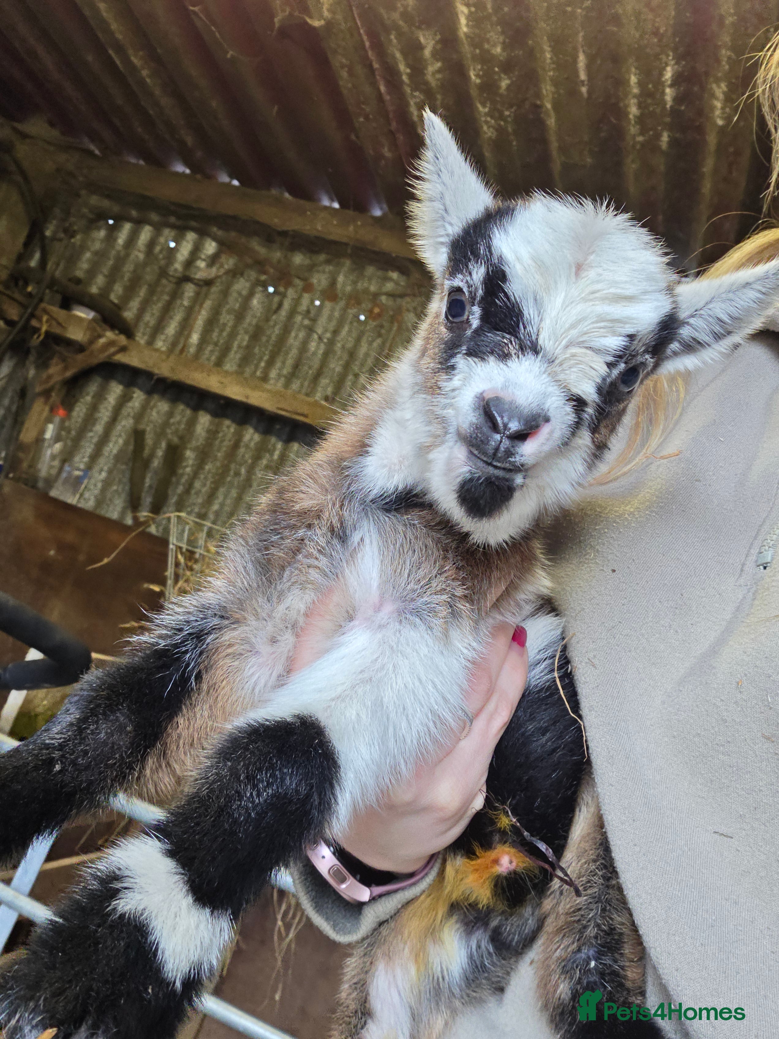 Goats livestock Stunning pygmy goat kids  - Advert 1