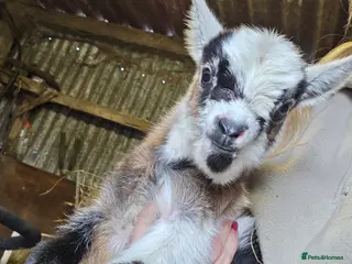 Goats livestock Stunning pygmy goat kids - Advert 1
