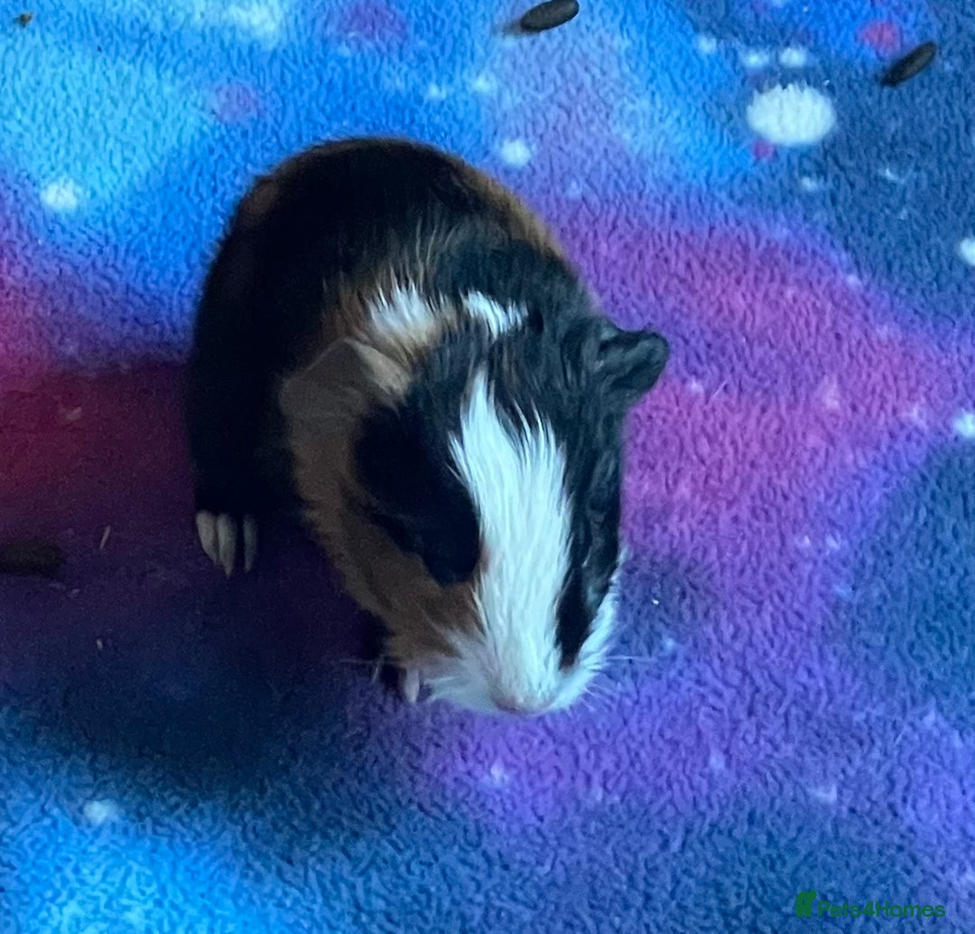 Guinea Pig rodents for sale: Two beautiful tricolour boars ready for a new home - Advert 5