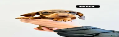 Dachshund 1