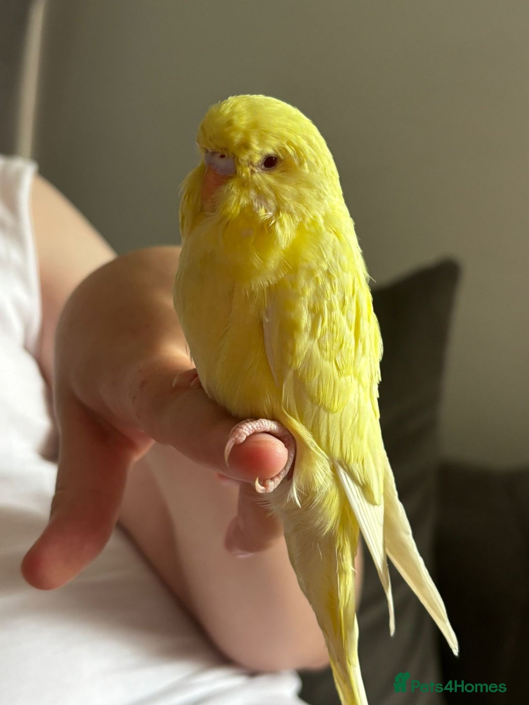 Budgerigars birds for sale: Lutino hand reared baby budgie - Image 2