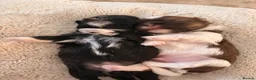 Shih Tzu dogs for sale: Stunning Shih Tzu puppies - Advert 6