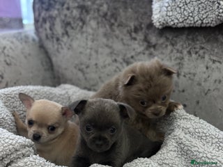 Chihuahua dogs KCREG Long/Shorthair chihuahua Champ/russian Lines - Advert 17