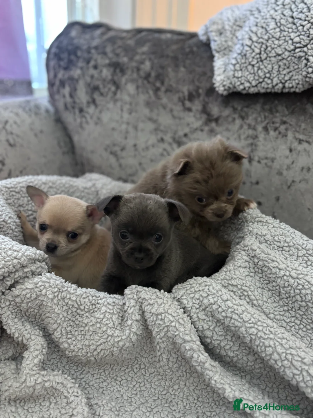 Chihuahua dogs for sale: Last boy KC REG chihuahua Champ/russian READY NOW - Advert 3