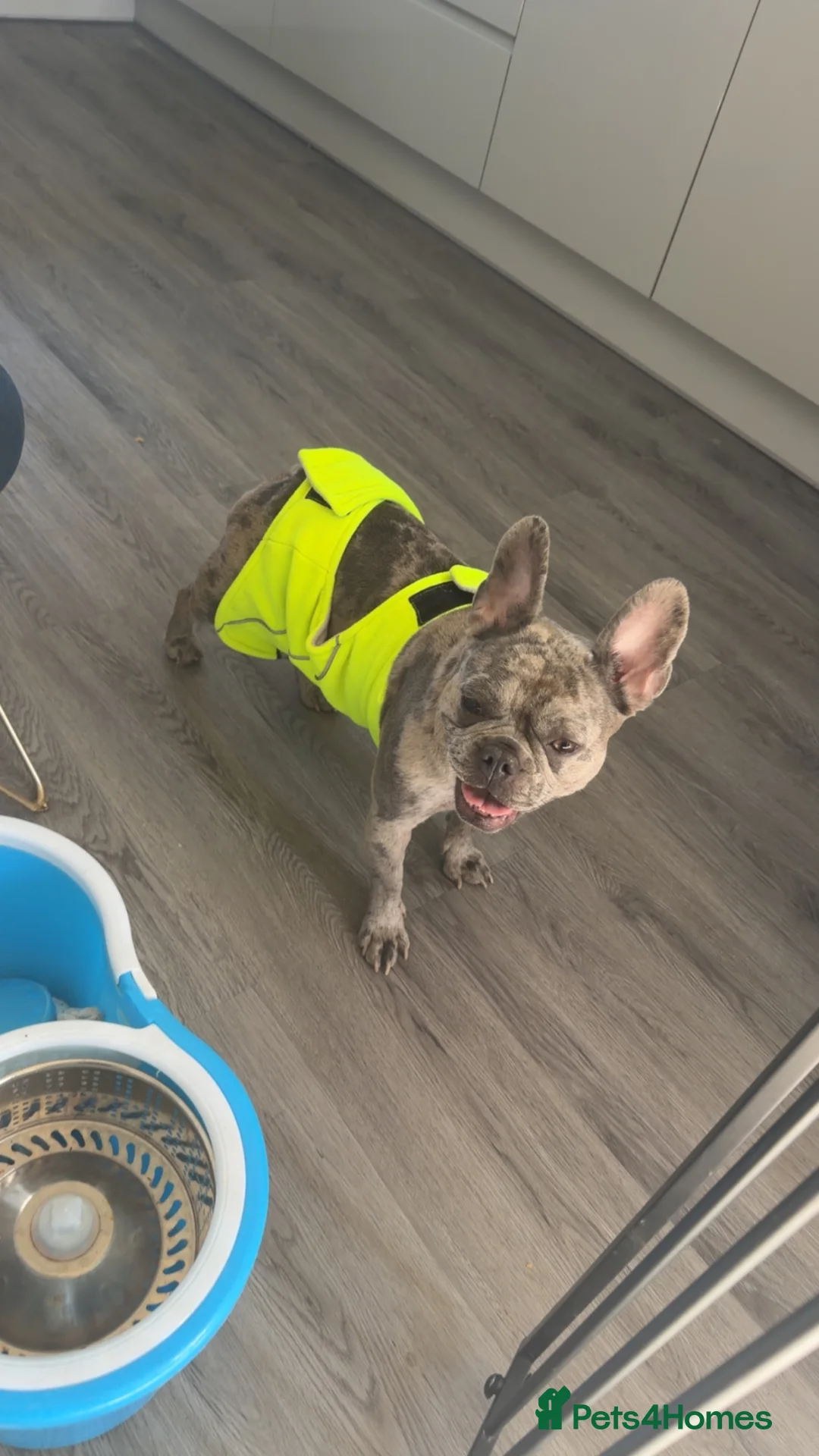 French Bulldog dogs for sale: Frenchie puppies  in Sheffield - Advert 2