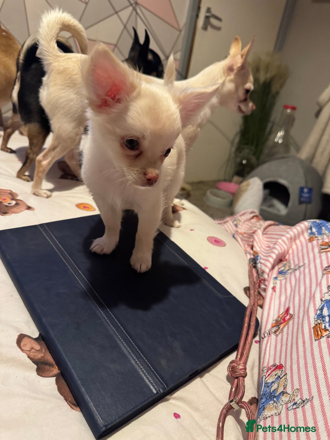 Chihuahua dogs for sale: Double chocolate platinum baby’s READY TO LEAVE  - Image 30