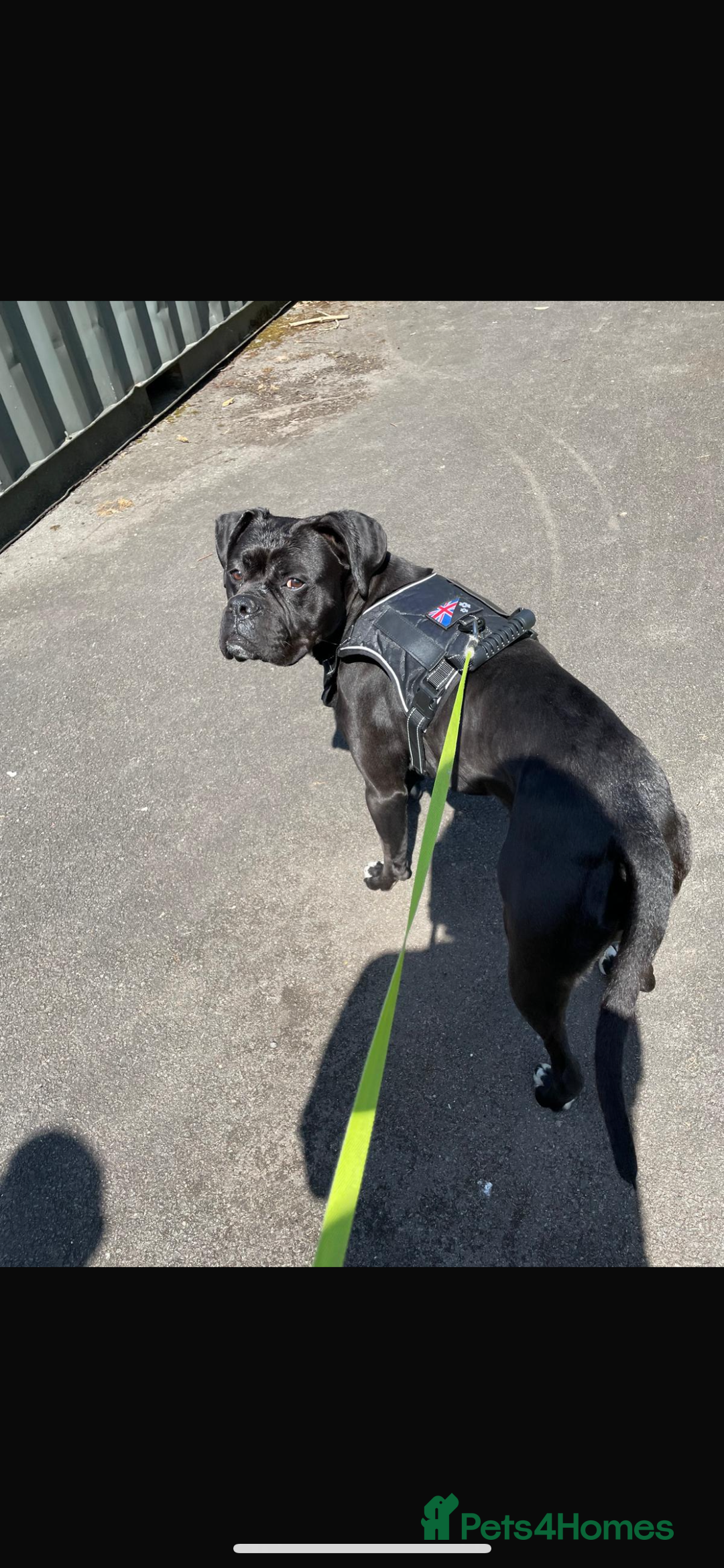 Mixed Breed dogs for sale: Free Male Bull Boxer 2 years old - Image 3