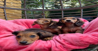 Dachshund dogs - Advert 3