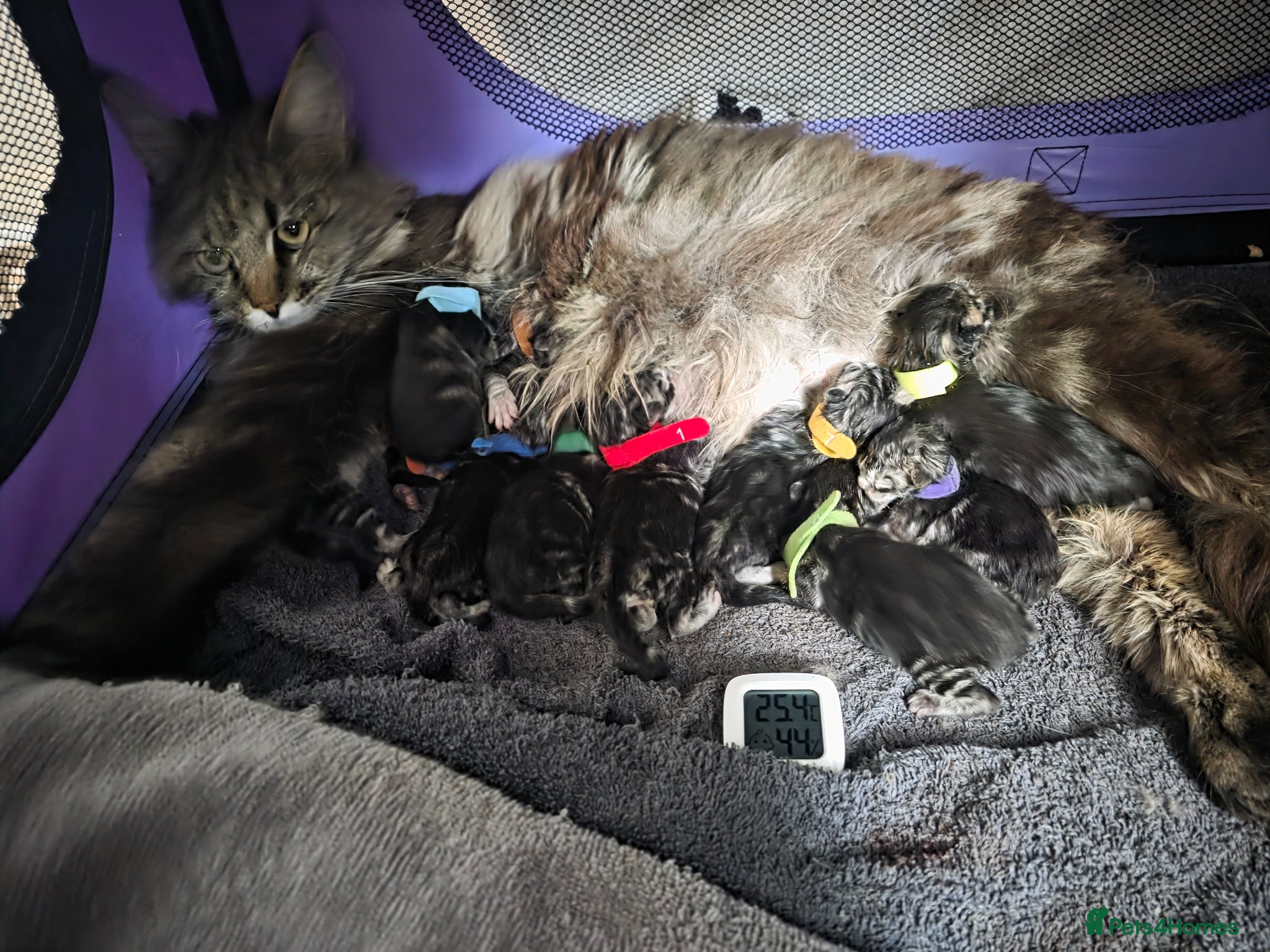 Maine Coon cats 2 stunning kittens left - Advert 1