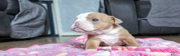 English Bulldog dogs for sale: ENGLISH BULLDOG  - Advert 14