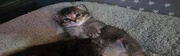 Mixed Breed cats for sale: Mixed breed tabby kitten - Advert 5
