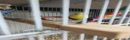 Budgerigars birds for sale: Budgies available now 🐦🐦‍⬛🦜🦚 - Advert 4