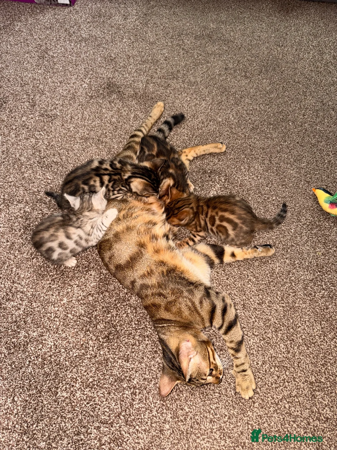 Bengal cats for sale: Stunning bengals for sell, 3 Males, 1 Female - Advert 1