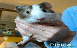 Guinea Pig rodents for sale: Lovely baby boy Guinea pigs - Image 7