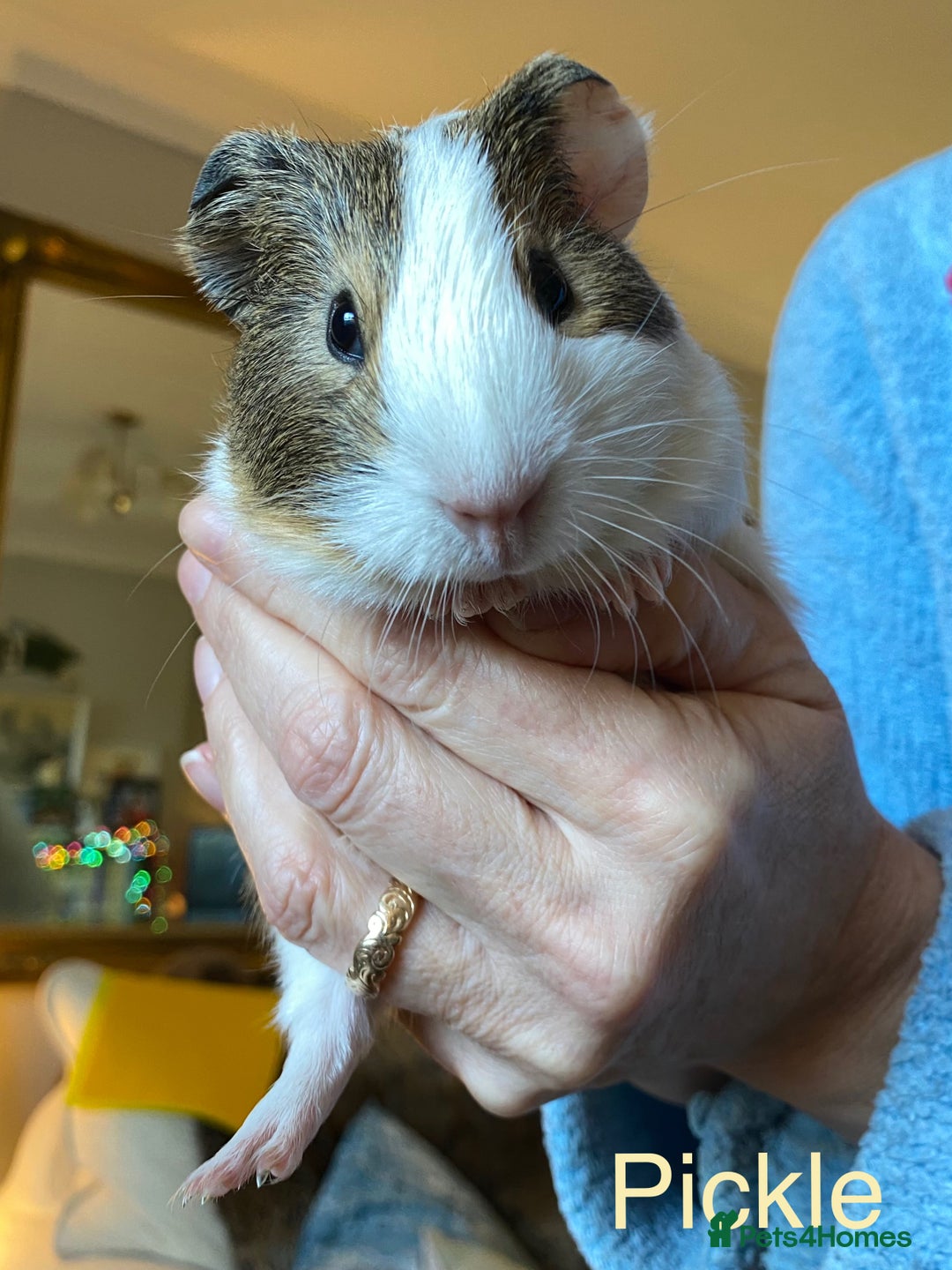 Guinea Pig rodents for sale: Lovely baby boy Guinea pigs - Image 7