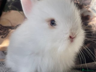 Lionhead rabbits 2 male left. 6 females - Advert 4