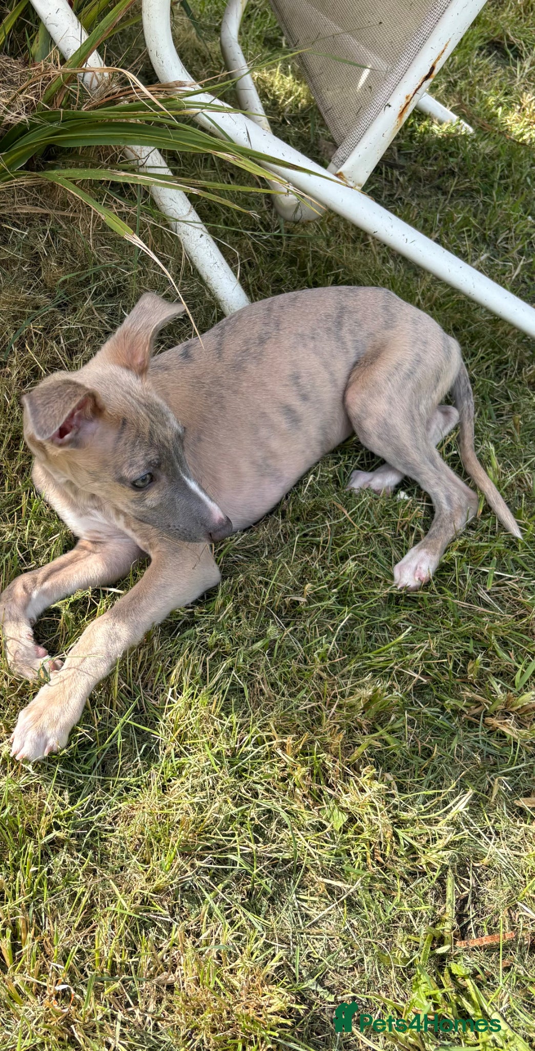 Whippet dogs ONLY ONE KC REG MALE PUP LEFT - Advert 12