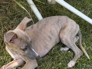Whippet dogs ONLY ONE KC REG MALE PUP LEFT - Advert 12