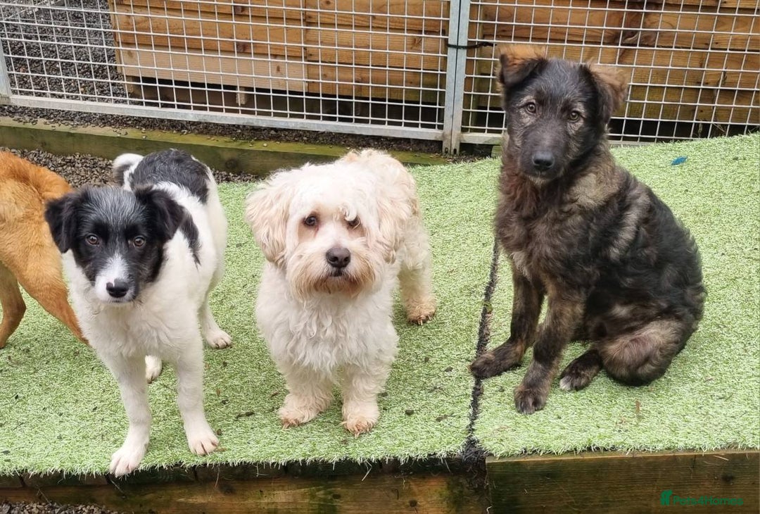 Mixed Breed dogs for adoption: Piper - In Ayr Looking for a home - Advert 3