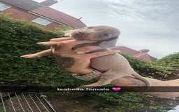 Dachshund dogs for sale: Miniature dachshund  - Advert 25