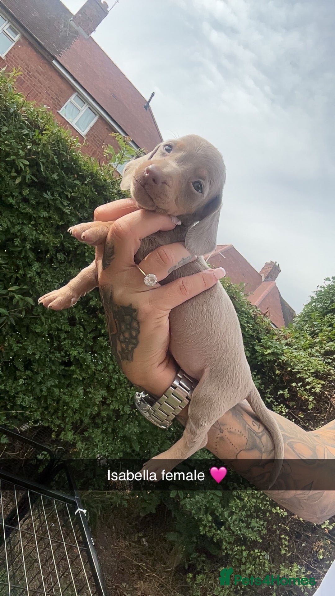 Dachshund dogs for sale: Miniature dachshund  - Advert 25