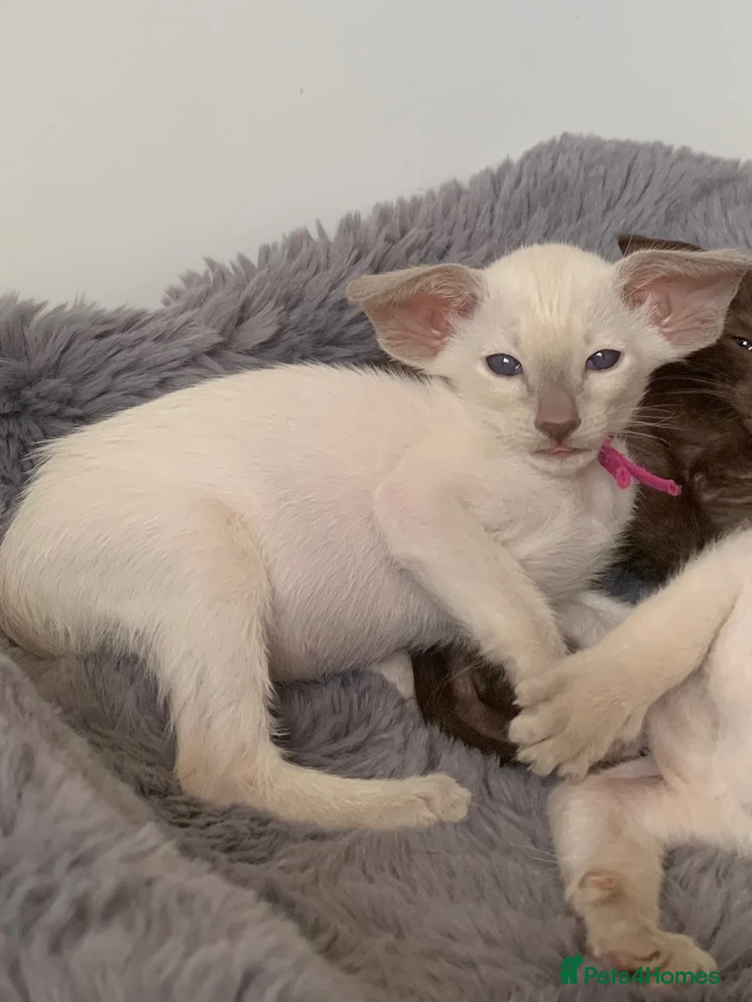 Oriental cats for sale: Stunning GCCF Reg. Lilac Point Siamese Boys - Advert 11