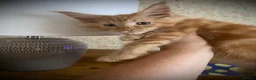 Maine Coon cats for sale: Full Russian lines Coon kittens Registered Parents - Advert 10