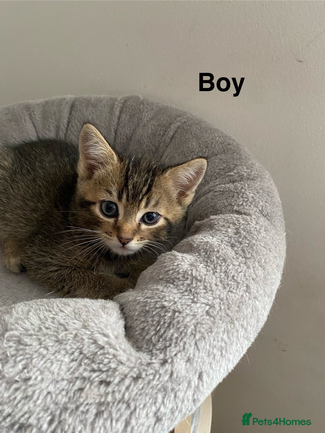 Scottish Fold cats for sale: Scottish kittens - Image 4