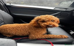 Cavapoo dogs for sale: FB2 cavapoo puppies-1girl & 6 boys - Image 6