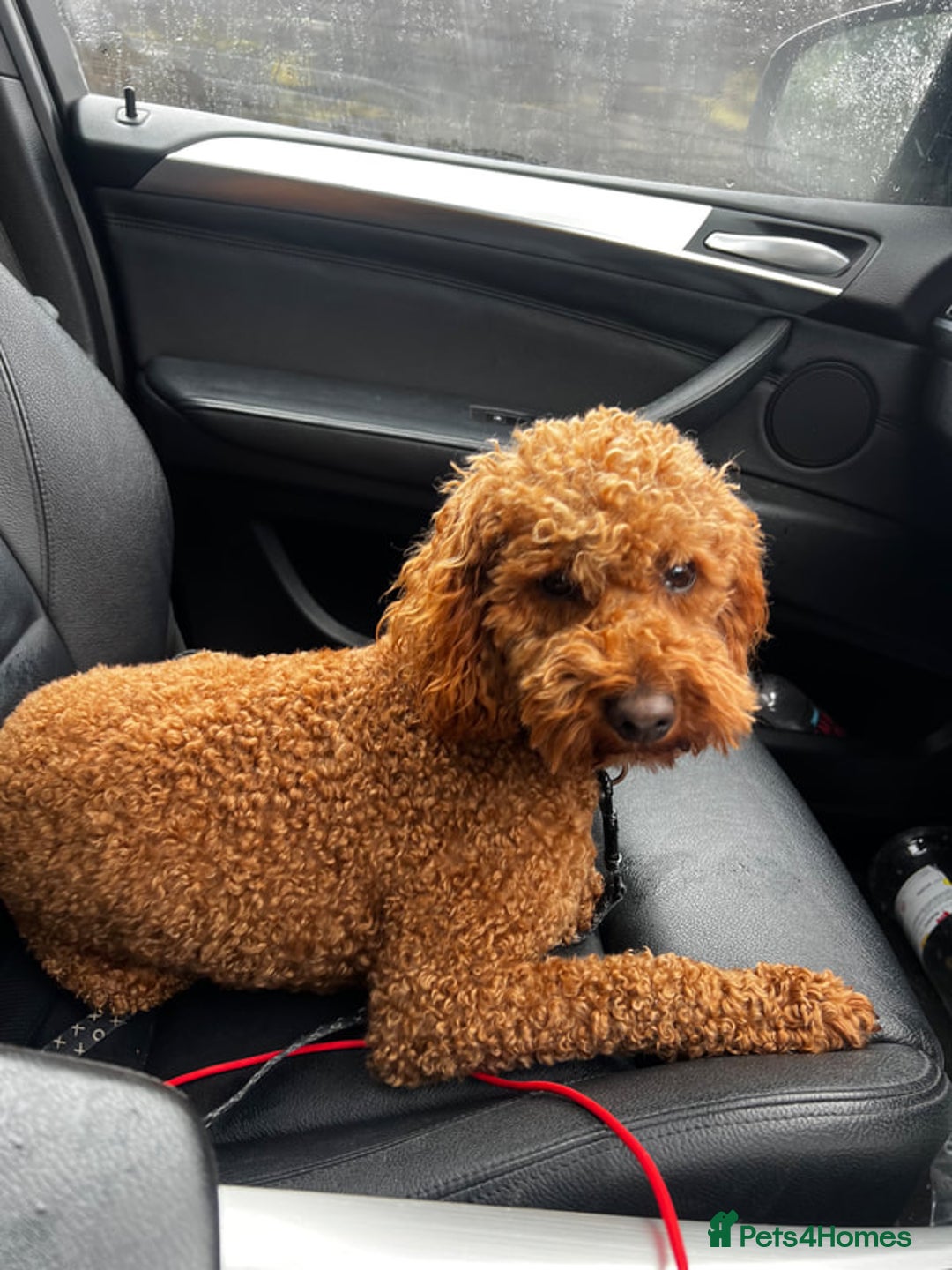 Cavapoo dogs for sale: FB2 cavapoo puppies-1girl & 6 boys - Image 6