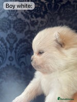 Pomeranian dogs - Advert 2