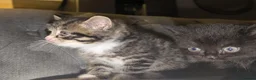 British Shorthair cats for sale: British shorthair cross kittens  - Advert 6