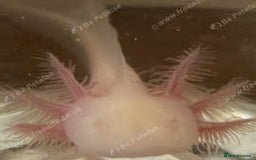 Axolotl reptiles for sale: Juvenile albino axolotls for sale - Image 2