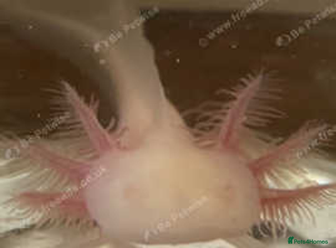 Axolotl reptiles for sale: Juvenile albino axolotls for sale - Image 2