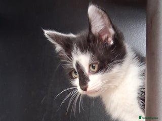 Mixed Breed cats - Advert 2