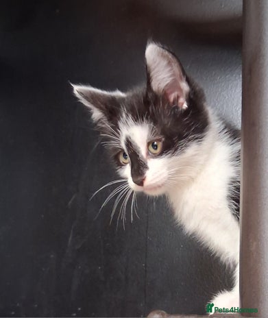 Mixed Breed cats - Advert 2