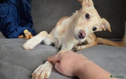 Mixed Breed dogs for adoption: Fely  - Image 2