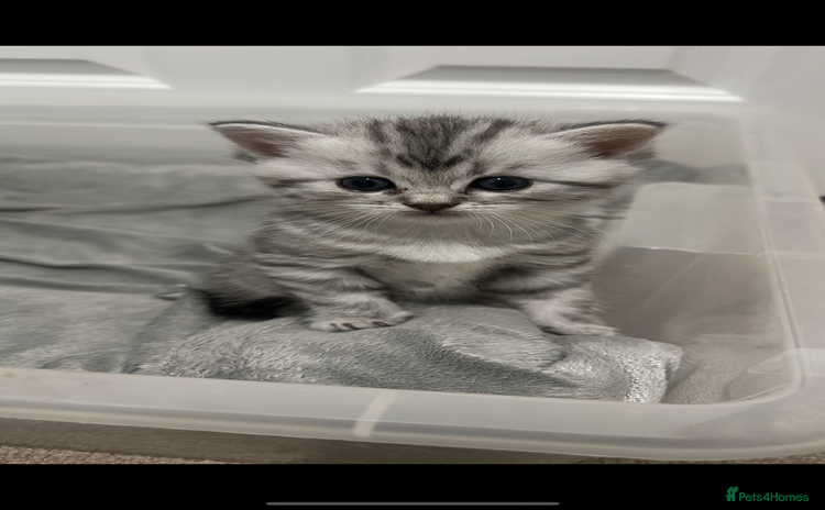 Persian cats - Advert 9
