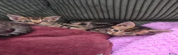 Mixed Breed cats for sale: Beautiful kittens for sale in Tenterden - Advert 12