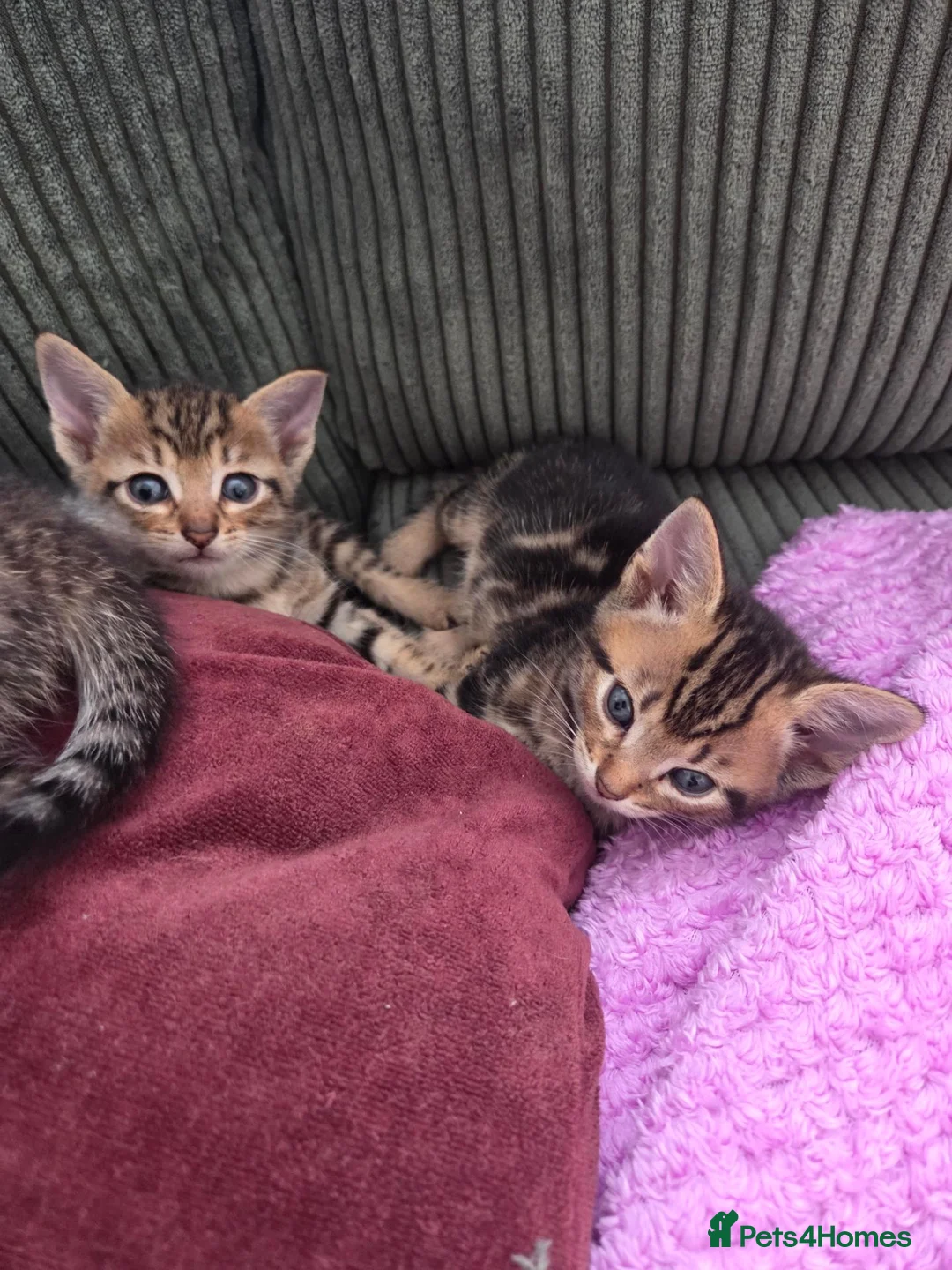 Mixed Breed cats for sale: Beautiful kittens for sale in Tenterden - Advert 12